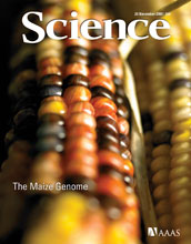 Cover of Nov. 20, 2009, issue of Science magazine.
