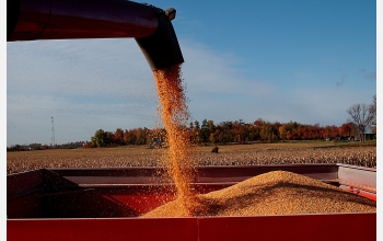 Corn ranks among the world's major grain crops and dominates American agriculture.