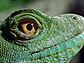 Close up photo of a lizard