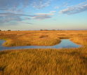 Salt marsh  with a tidal creek at NSF's Plum Island Ecosystems LTER site in Massachusetts.