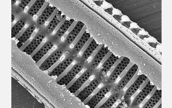 Photo of the diatom, <em>Stenopterobia curvula</em>.