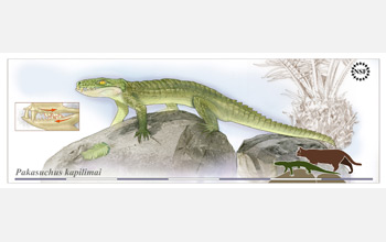 Illustration of the ancient crocodile Pakasuchus kapilimai with a housecat for scale.