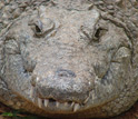 Photo of a Nile crocodile in Queen Elizabeth National Park, Uganda.