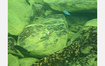 An orange blotch female fish swims over a boulder reef in Lake Malawi.