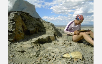 Ellen Currano collecting fossil leaves from a site that is 57 million years old in Wyoming.