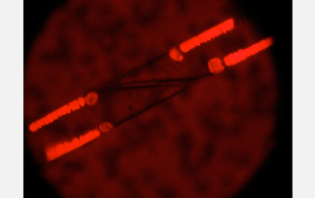Photo of two cyanobacteria fluorescing brightly inside a diatom seen under a microscope.