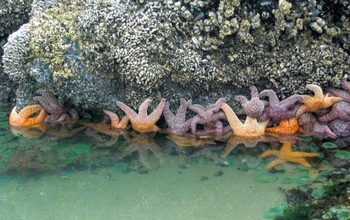 seastars holding on a rock in a bay