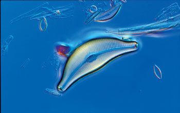 Diatom species <em>Cymbella stuxbergii</em>