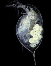 Photo of a Daphnia, or water flea, with a clonal brood of offspring.