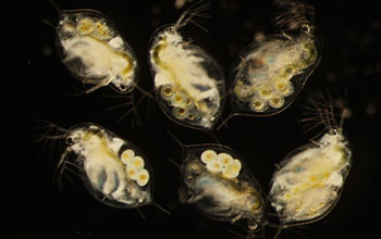 six Daphnia dentifera individuals where upper right and center bottom are uninfected.