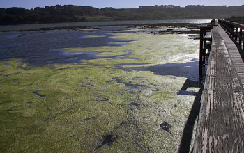 Image of lake with vegetation and a bridge Elkhorn Slough, Calif.