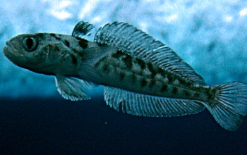 A bald rockcod under the Antarctic ice, photographed by "Seal Cam"