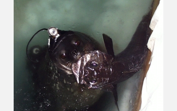 Weddell seal equipped with camera and data recorder