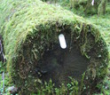 A decaying log covered with plants