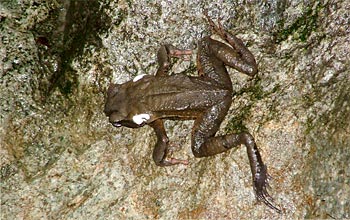 White poison oozes from the glands of this dead toad in a stream in El Cope, Panama.
