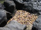 Photo of a pile of beached crabs that suffocated in a dead zone.