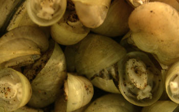 Photo of Lepetodrilus gordensis, the limpet species found on the submersible.