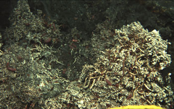 Photo of limpets covering the deep-sea floor near a hydrothermal vent.