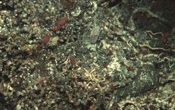 Photo showing close-up of limpets.
