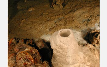 A mineral chimney and microbe mats on the sea floor in the Gulf of Mexico.