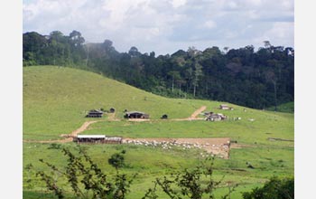 Photo of cleared land for grazing bulls in Para State, Brazil.