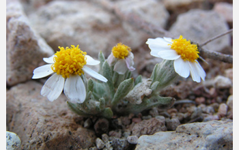 Photo of Eriophyllum lanosum, a desert winter annual.