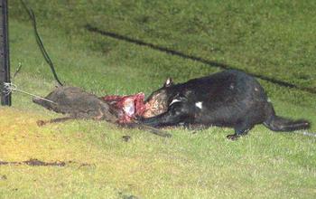 Tasmanian devil eating road kill.