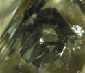 a hexagonal grain of iron sulfide below a diamond's surface surrounded by a black rim.