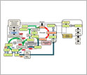 Illustration showing the urea cycle in marine diatoms.