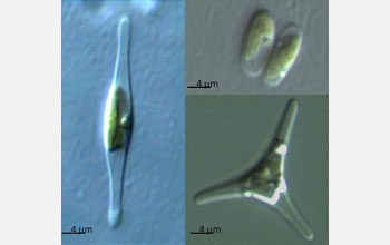 Micrographs, clockwise from top right, of oval, triradiate and fusiform P. tricornutum morphotypes.