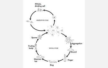 Illustration showing the vegetative and social cyles of Dicty.