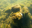 Photo of streambed of Rapid Creek, S.D., covered with algal mats.