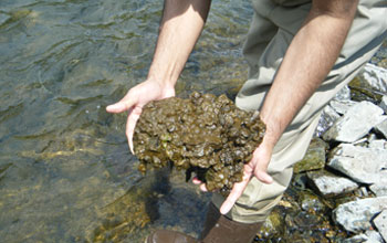 Photo of a rock from the bottom of Rapid Creek covered with mats of Didymo.