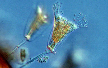 Researchers will study ciliates, widespread in aquatic ecosystems, as part of their grant.