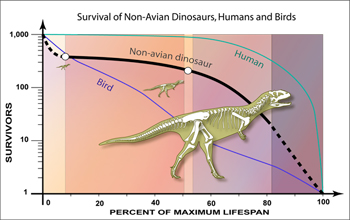 Paleontologists have uncovered the ages of a population on non-avian dinosaurs.