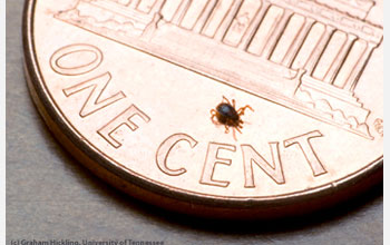 Photo of a blacklegged tick on a one cent piece.