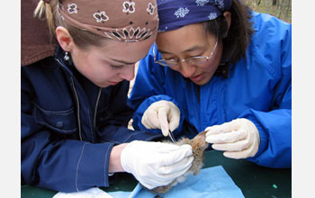 Photo of Michigan State researchers Sarah Hamer and Chris Neibuhr looking for ticks on a rabbit.