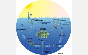 Illustration showing chemoattraction throughout the ocean's microbial food webs.