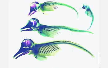 Small blue bars beneath the tails indicate a pelvis that once supported hind legs.