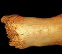 Photo of a toe bone from the Altai Mountains used to find segments of Neanderthal ancestry
