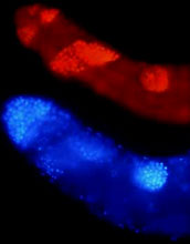 <em>Drosophila Melanogaster</em> Testi