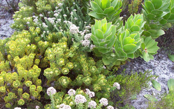Photo showing plants in the South African fynbos.