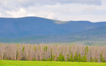 Photo of forest on the western slope of Rocky Mountain National Park.