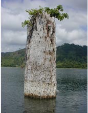 Photo of an old tree stump growing out of the ancient lake bed at Lake Bosumtwi, Ghana.