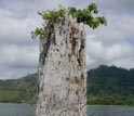 Photo of an old tree stump growing out of the ancient lake bed at Lake Bosumtwi, Ghana.