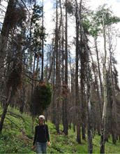 Photo of scientist Teresa Chapman in the forest affected by the beetle outbreak.