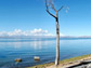 Photo of a leafless tree on the shore of Lake Titicaca.