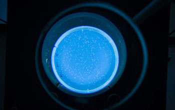 Image of a petri dish illuminated with blue light with E.coli on the surface of the growing medium.