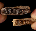 Photo of Sifhippus teeth at its largest size compared with teeth of same species after size shrank.