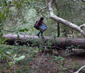 Photo of Hyo Jin Kim carrying sampling gear to an Eel River, California, watershed site.